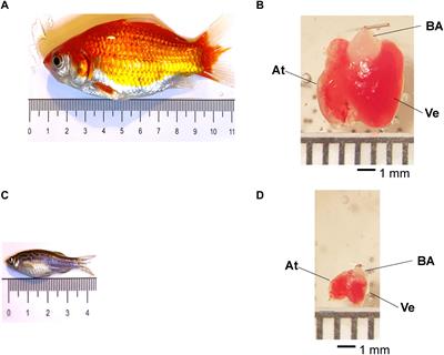 Excitation–Contraction Coupling in the Goldfish (Carassius auratus) Intact Heart